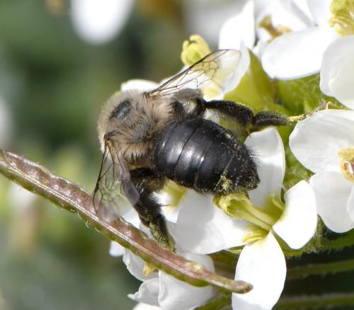 Andrena bicolorata